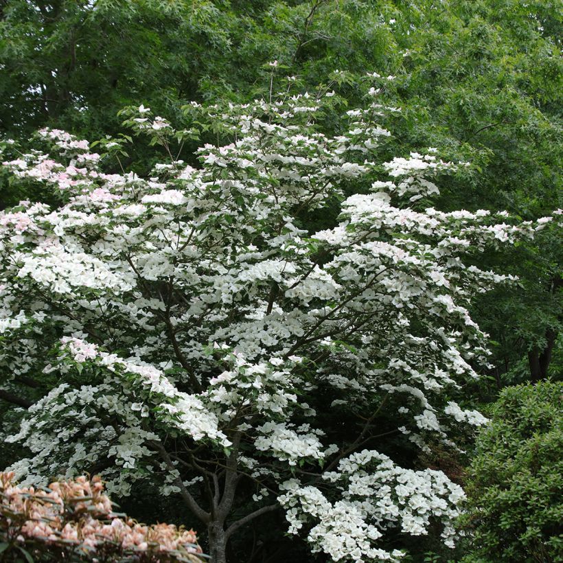 Cornus kousa Venus - Cornouiller du Japon blanc (Port)