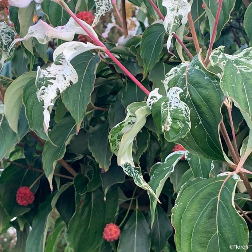 Cornus kousa Watermelon Sugar - Cornouiller du Japon (Feuillage)