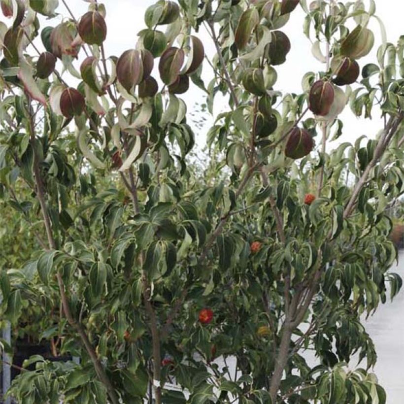 Cornus kousa Weisse Fontaine - Cornouiller du Japon (Feuillage)