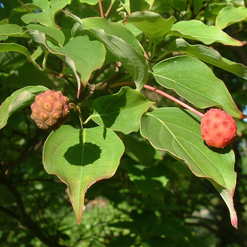 Cornus kousa Chinensis - Cornouiller de Chine (Feuillage)