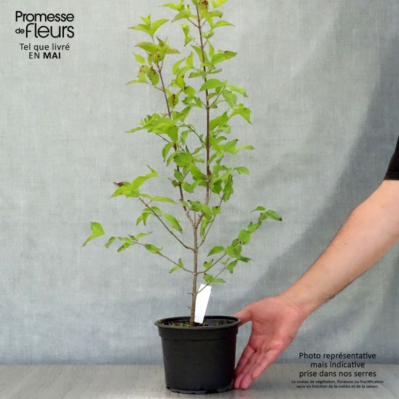 Example of Cornus mas - Cornouiller mâle Pot de 1,5L/2L as you get in printemps