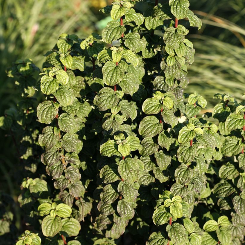 Cornus sanguinea Compressa - Cornouiller sanguin (Feuillage)