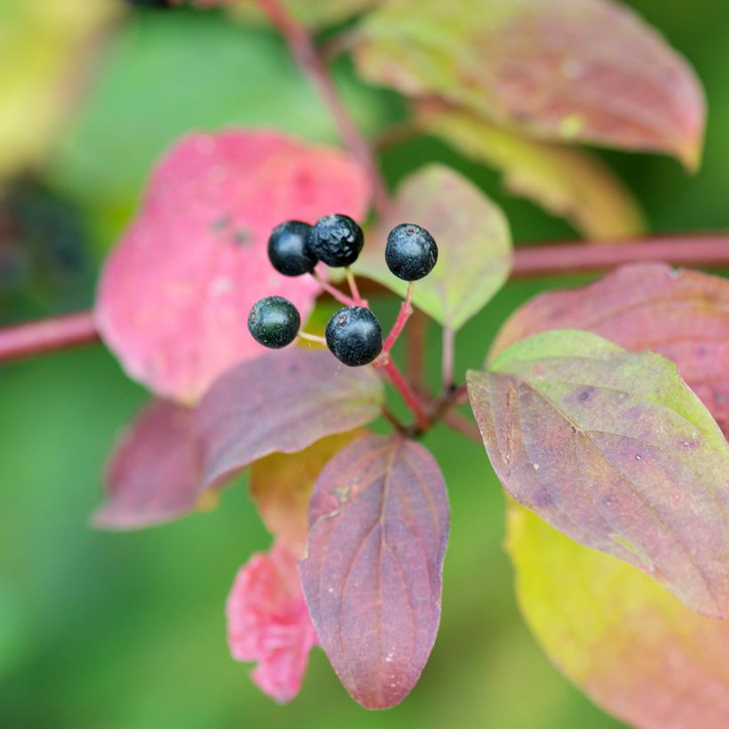 Cornus sanguinea Magic Flame - Cornouiller sanguin (Harvest)