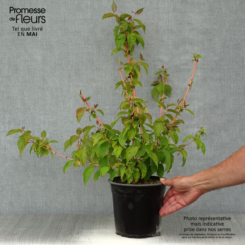 Example of Cornus sanguinea Magic Flame - Cornouiller sanguin Pot de 4L/5L as you get in printemps