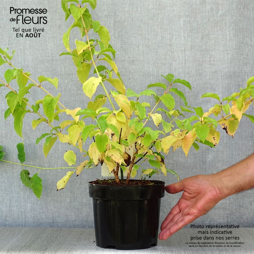 Spécimen de Cornus sanguinea Winter Beauty -Cornouiller sanguin Pot de 2L/3L tel que livré en été