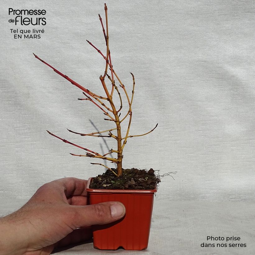 Example of Cornus sanguinea Winter Beauty -Cornouiller sanguin Godet de 8/9 cm as you get in printemps