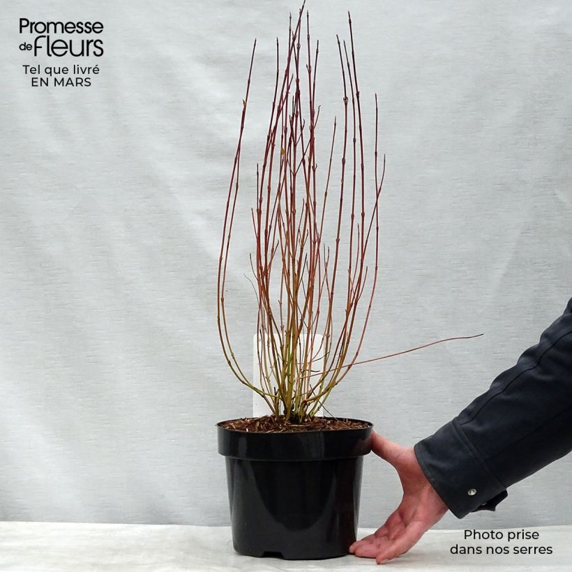 Spécimen de Cornus sericea Kelseyi - Cornouiller stolonifère Pot de 3L/4L tel que livré au printemps