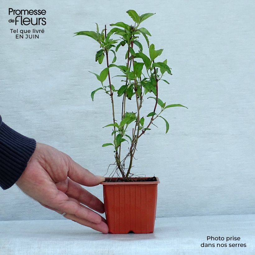 Spécimen de Cornus sericea Kelseyi - Cornouiller stolonifère Godet de 8/9 cm tel que livré en été
