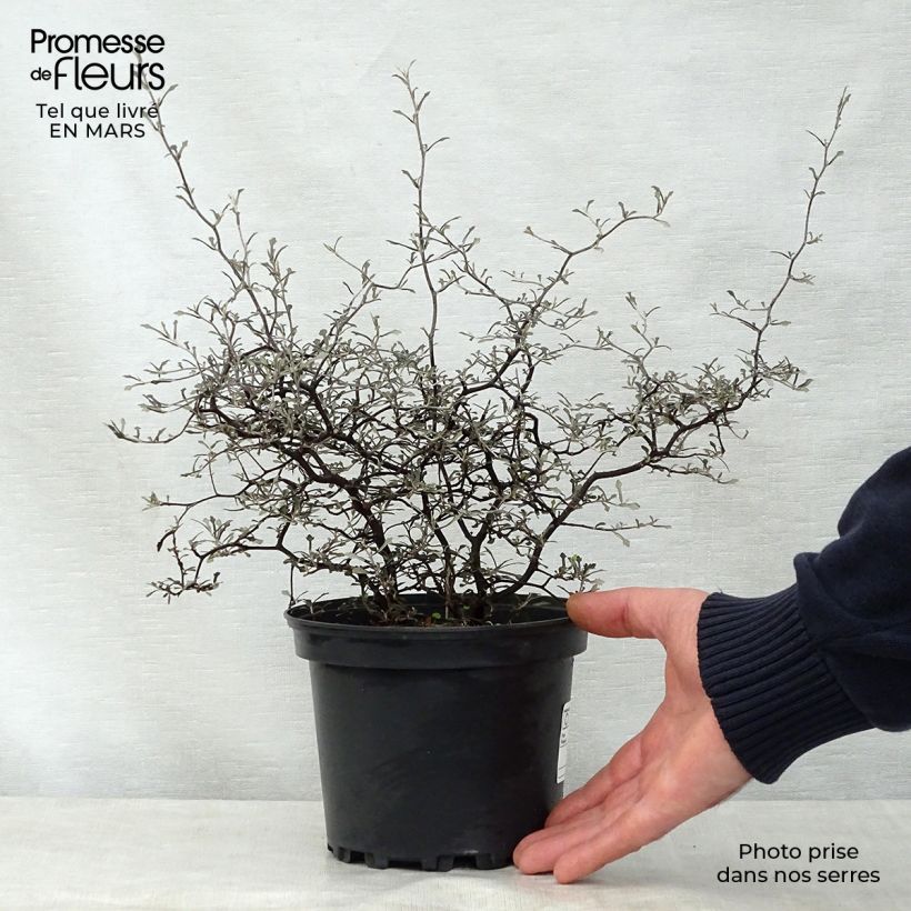 Spécimen de Corokia cotoneaster Pot de 1L/1,5L tel que livré au printemps