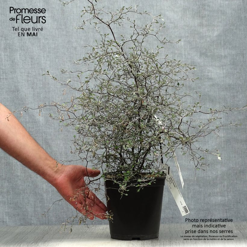 Spécimen de Corokia cotoneaster Little prince - Corokie Pot de 4L/5L tel que livré au printemps