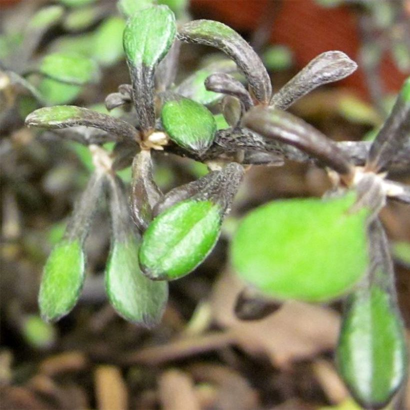 Corokia cotoneaster Little prince - Corokie (Feuillage)
