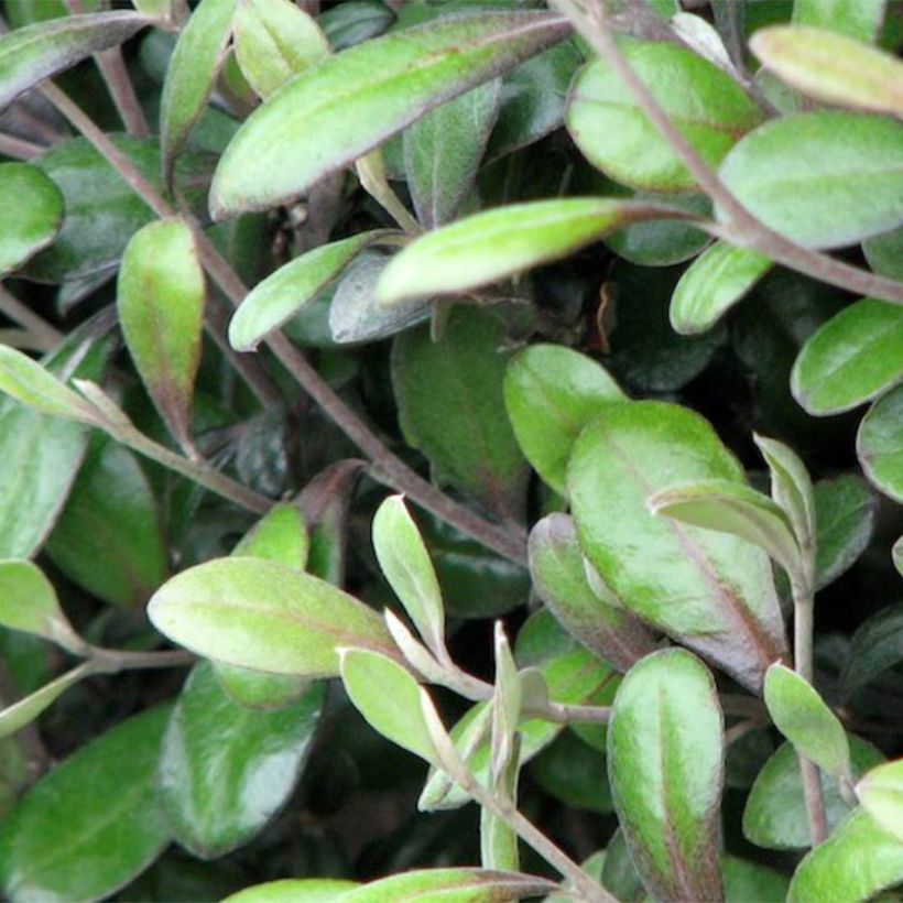 Corokia virgata Frosted chocolate - Corokie (Feuillage)