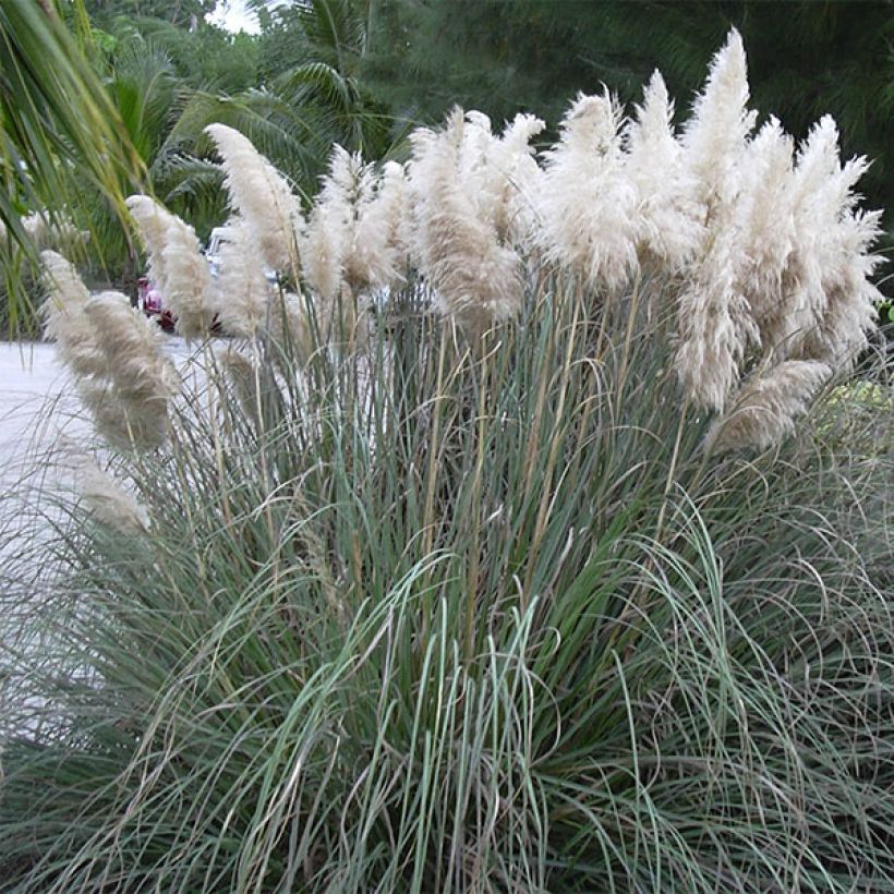Herbe de la Pampa - Cortaderia selloana (Port)