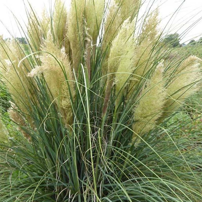 Cortaderia selloana Evita - Herbe de la Pampa (Port)