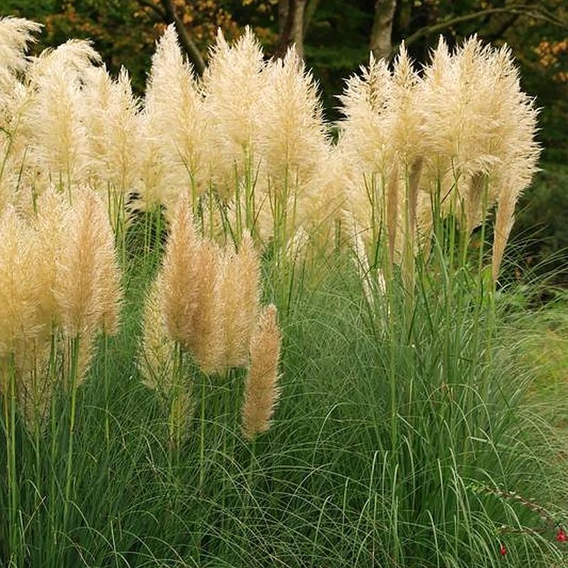 Cortaderia selloana Mini Pampas Gold - Herbe de la pampa (Port)