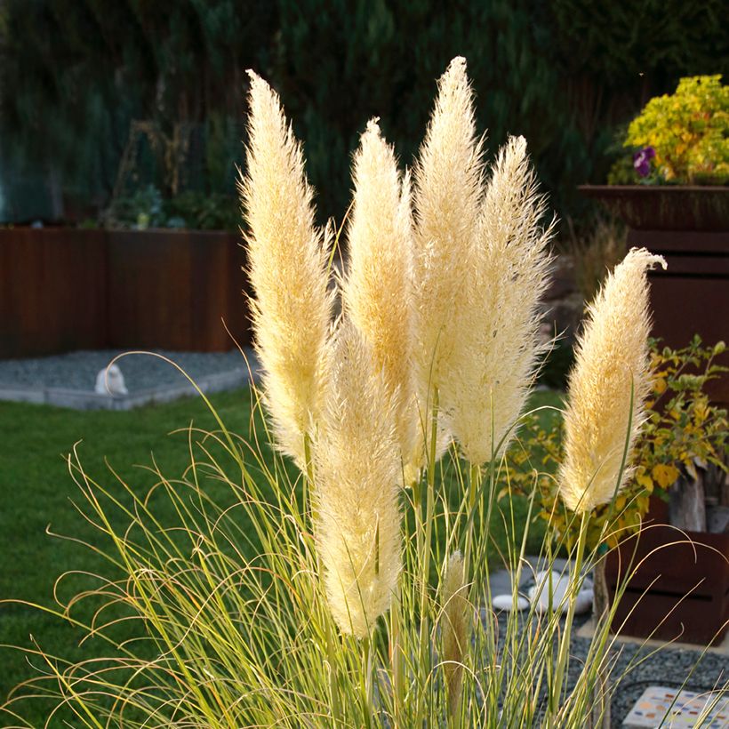 Cortaderia selloana Mini Pampas - Herbe de la Pampa (Floraison)