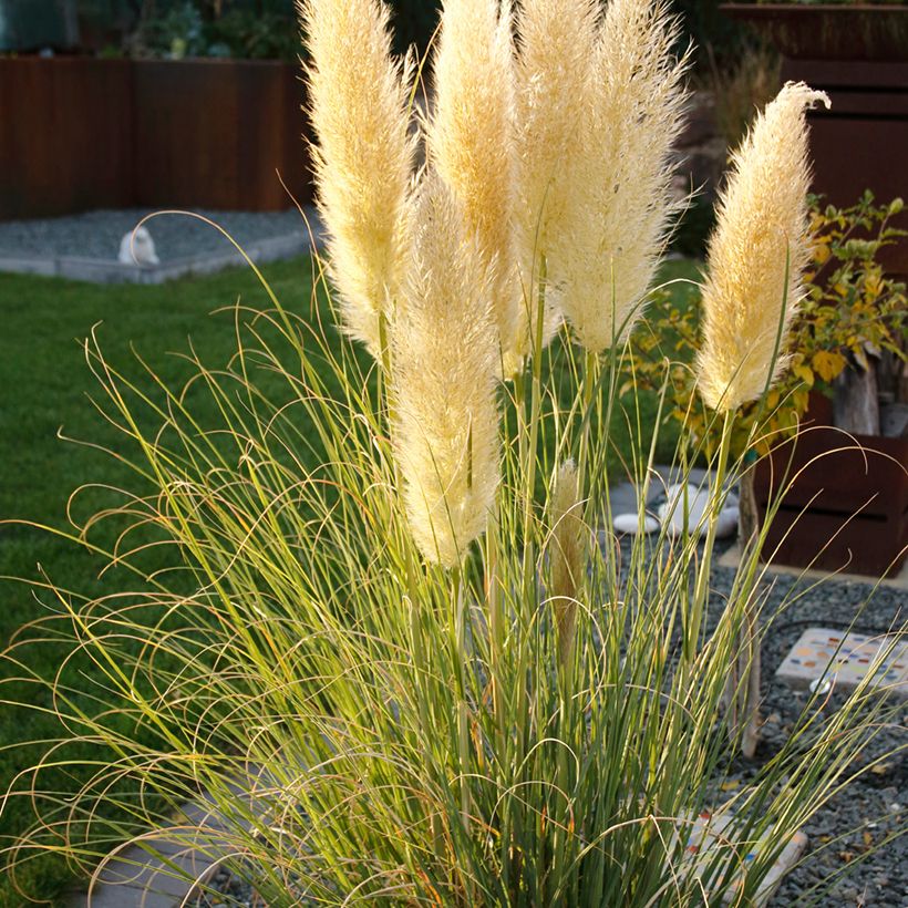 Cortaderia selloana Mini Pampas - Herbe de la Pampa (Port)