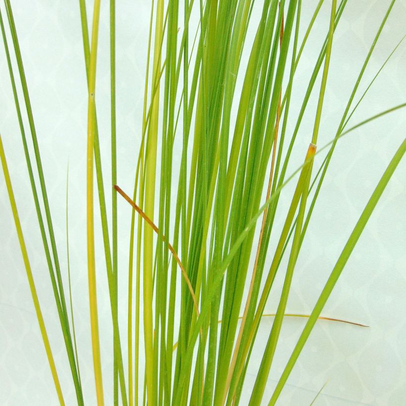 Cortaderia selloana Rosea - Herbe de la Pampa rose (Feuillage)