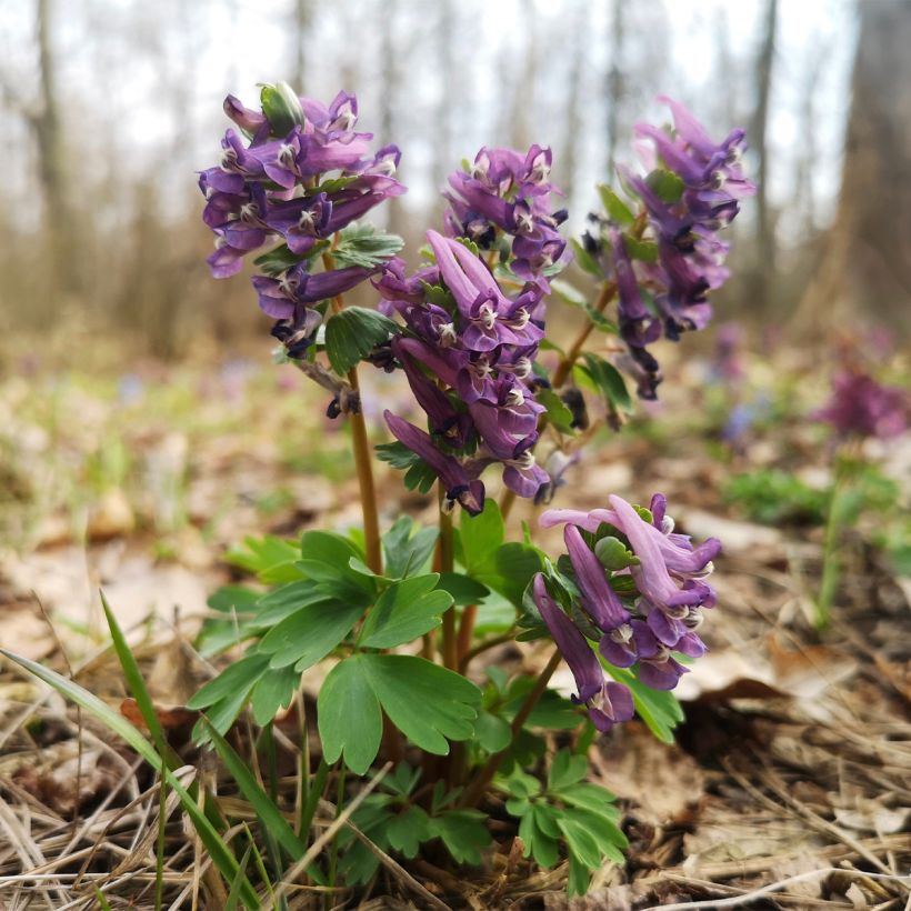 Corydale, Corydalis s.p. (From Sichuan), Fumeterre (Port)
