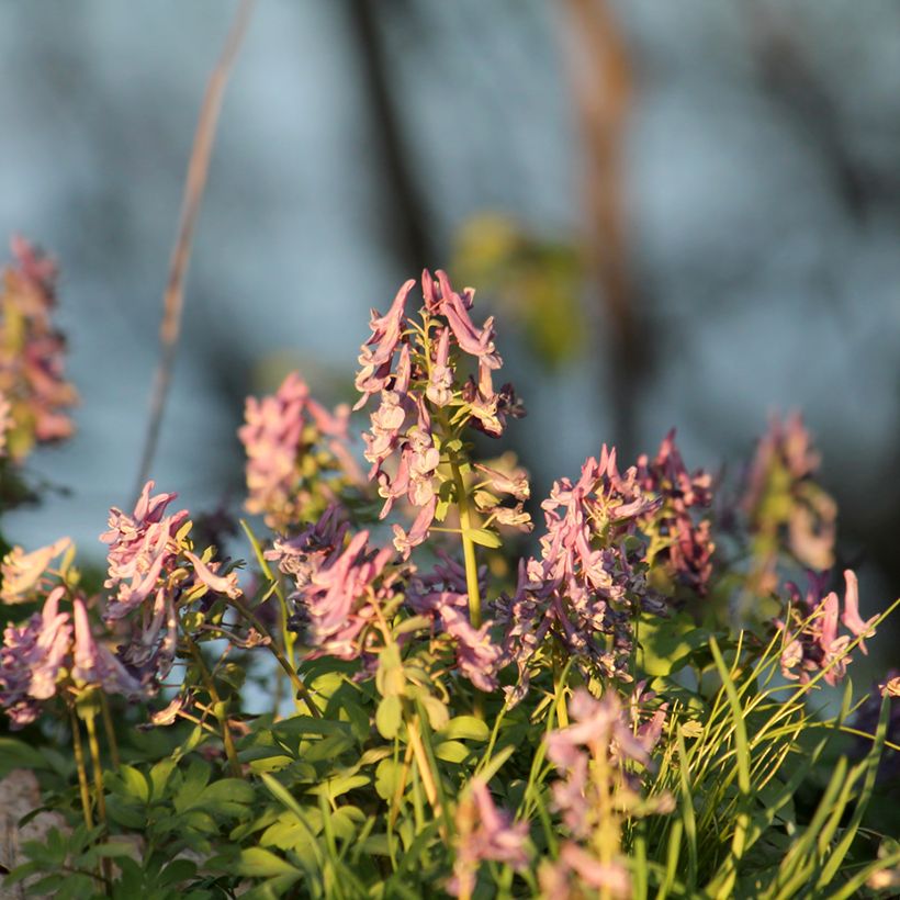 Corydalis solida Beth Evans - Corydale bulbeuse (Port)