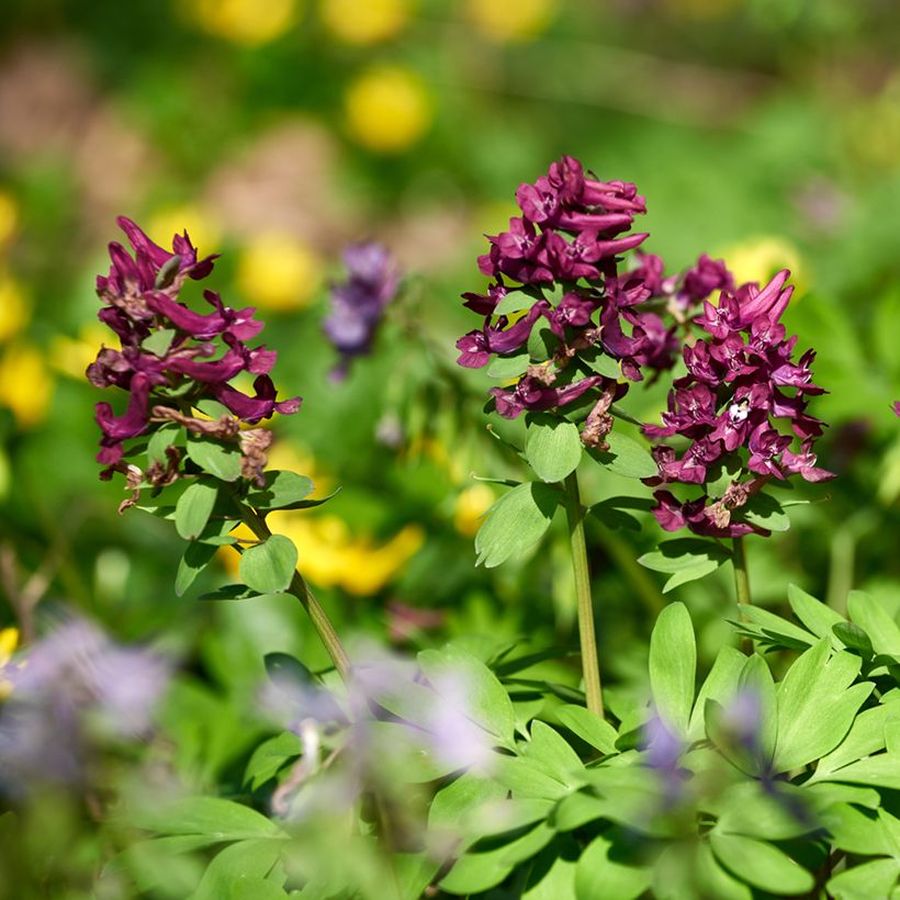 Corydalis solida Purple Bird - Corydale bulbeuse (Port)