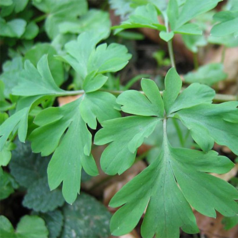 Corydalis Blackberry Wine - Corydale hybride (Feuillage)