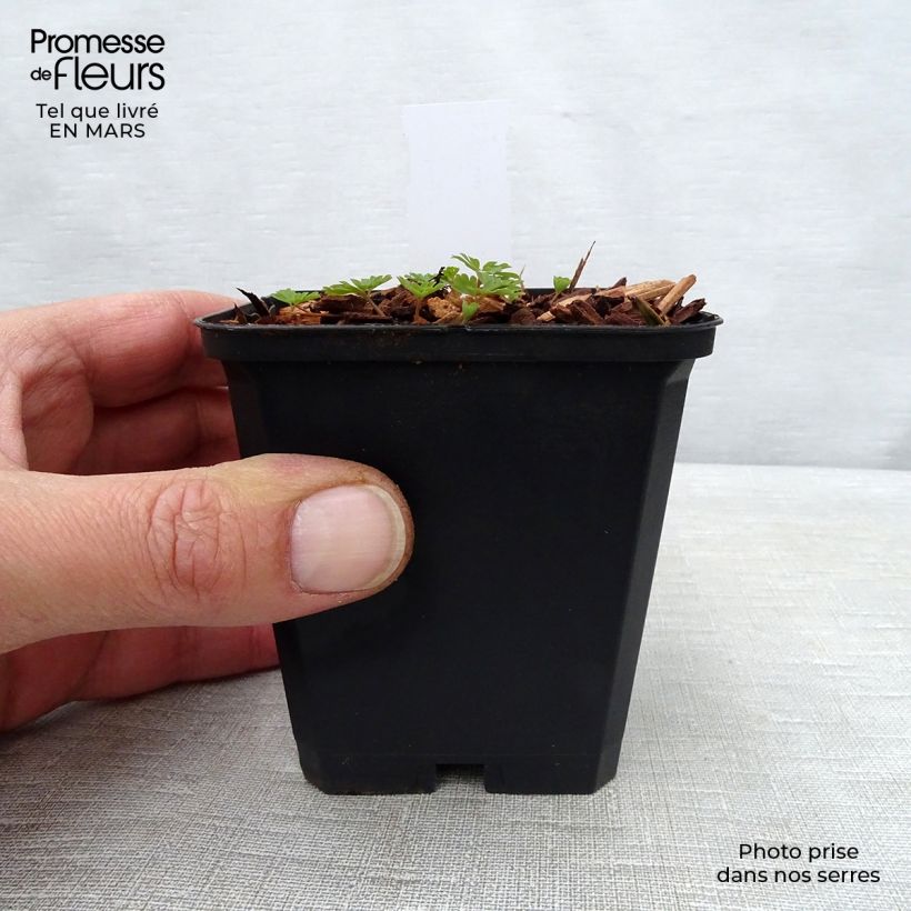 Spécimen de Corydalis Craigton Blue Godet de 8/9 cm tel que livré au printemps