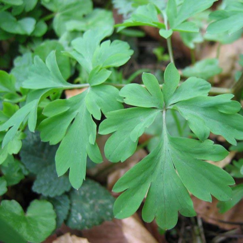 Corydalis Firebird - Corydale bulbeuse (Feuillage)