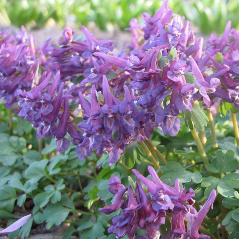 Corydalis solida Purple Bird - Corydale bulbeuse (Floraison)