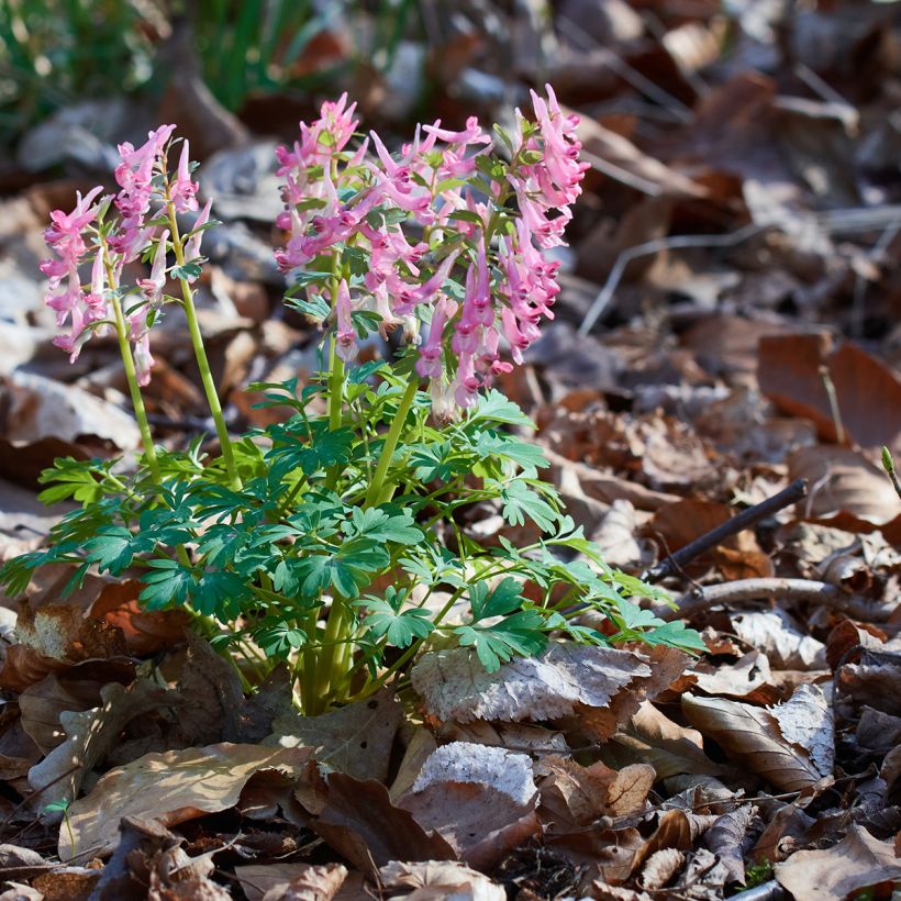 Corydalis bulbosa ou solida subsp. solida - Corydale (Port)