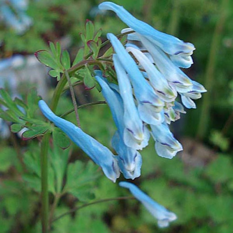 Corydalis flexuosa Blue Panda - Cordyale de Chine bleu (Floraison)