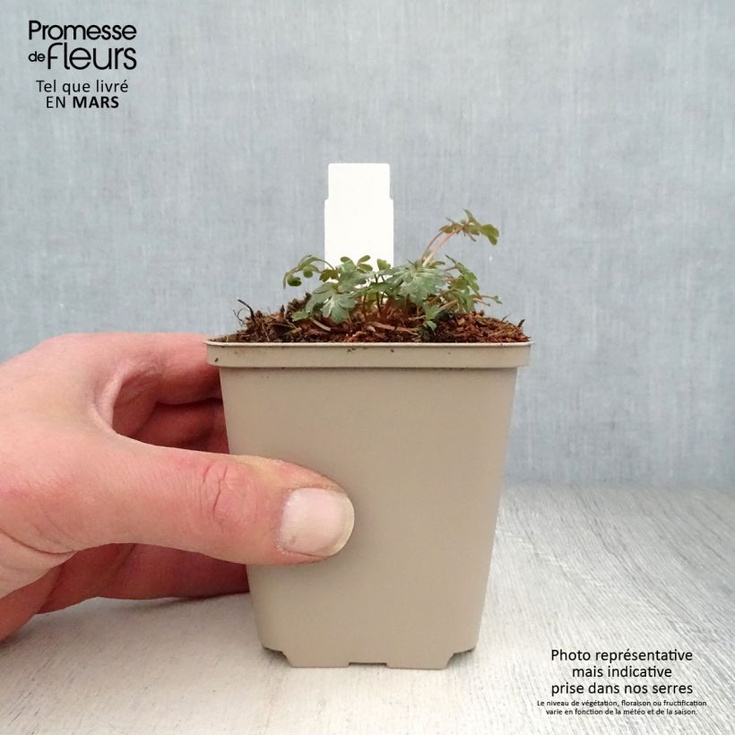 Spécimen de Corydalis flexuosa Blue Panda - Cordyale de Chine bleu Godet de 8/9 cm tel que livré au printemps