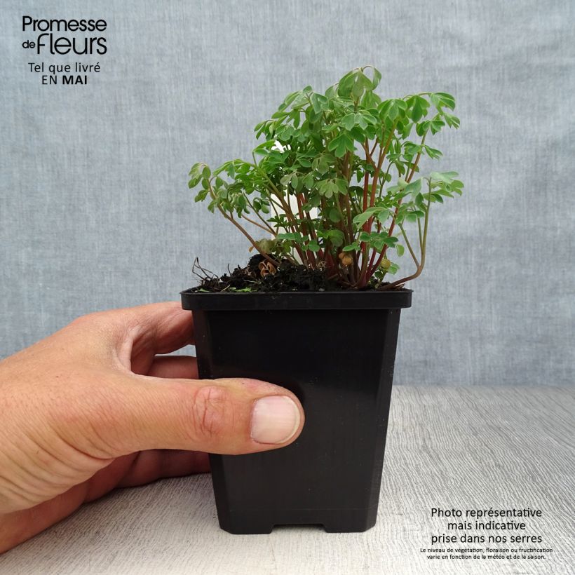 Spécimen de Corydalis lutea - Corydale jaune Godet de 8/9 cm tel que livré au printemps