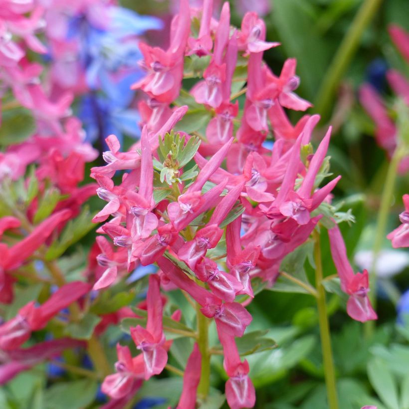 Corydalis solida GP Baker - Corydale bulbeuse (Flowering)