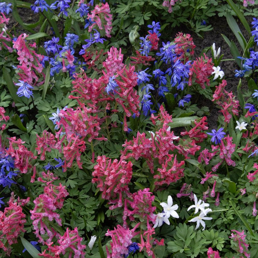 Corydalis solida GP Baker - Corydale bulbeuse (Plant habit)