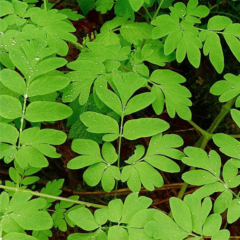 Corydalis Craigton Blue (Feuillage)