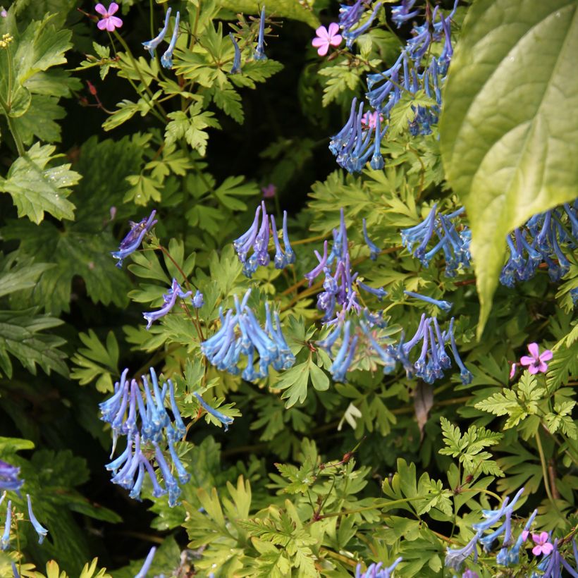 Corydalis elata Blue Summit - Corydale bleu (Port)