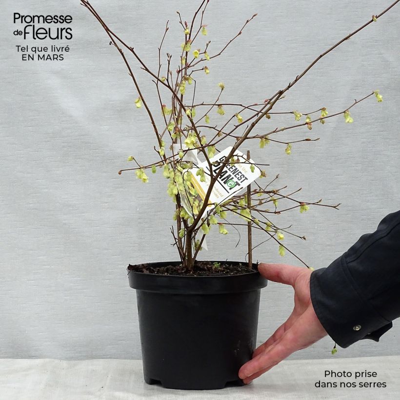 Spécimen de Corylopsis pauciflora - Faux noisetier Pot de 2L/3L tel que livré au printemps