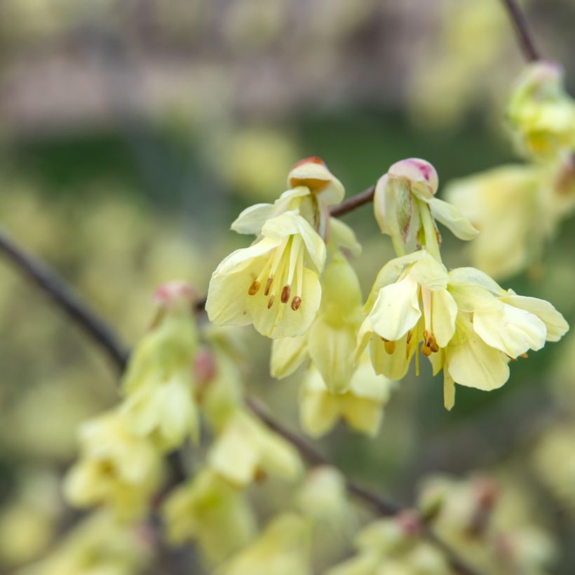 Corylopsis pauciflora - Faux noisetier (Floraison)