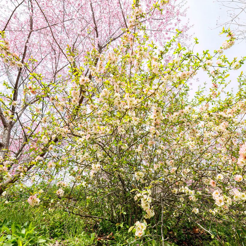 Corylopsis pauciflora - Faux noisetier (Port)