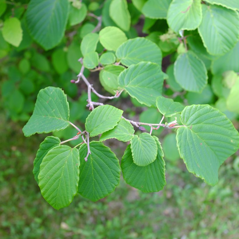 Corylopsis spicata - Faux noisetier (Foliage)