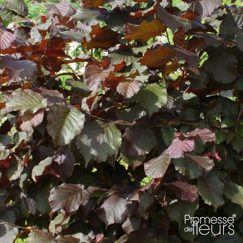 Corylus avellana Rode Zellernoot - Noisetier pourpre (Feuillage)