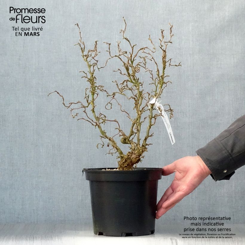 Spécimen de Corylus avellana Scooter - noisetier nain tortueux Pot de 4L/5L tel que livré au printemps
