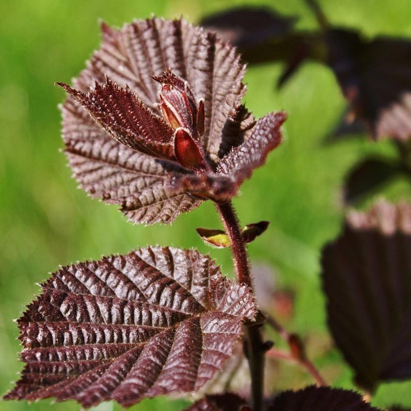 Corylus maxima Purpurea - Noisetier pourpre (Foliage)