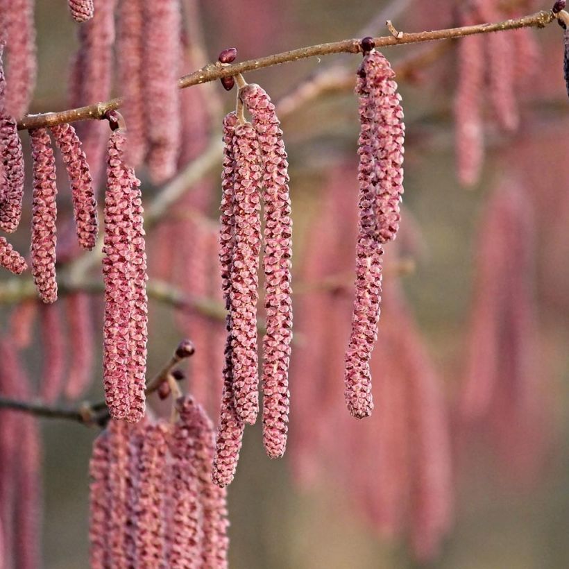 Corylus maxima Purpurea - Noisetier pourpre (Flowering)