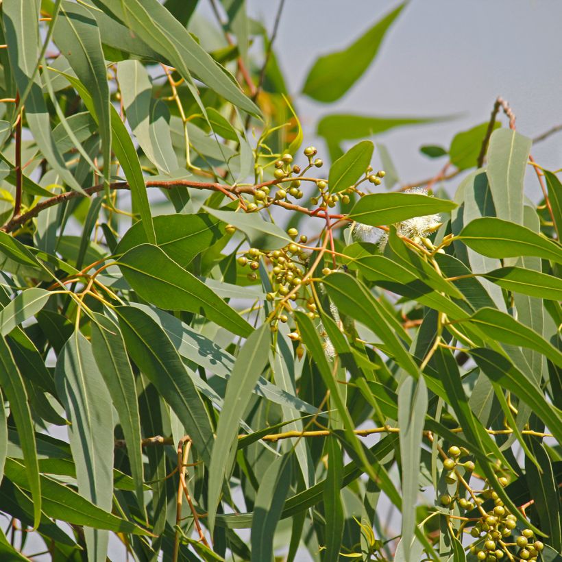 Corymbia citriodora - Eucalyptus citronné (Feuillage)