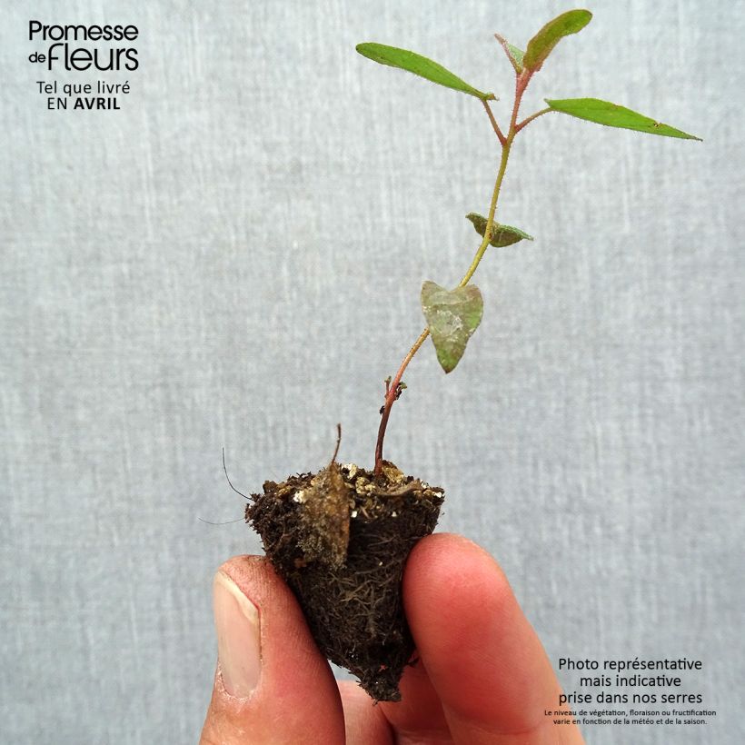 Spécimen de Corymbia citriodora - Eucalyptus citronné Mini-motte Ø 1,5/2,5 cm tel que livré au printemps