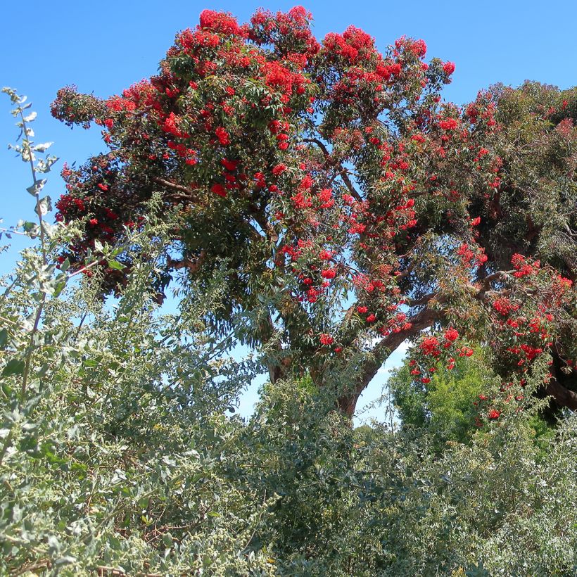 Corymbia ficifolia - Eucalyptus ou gommier rouge (Port)