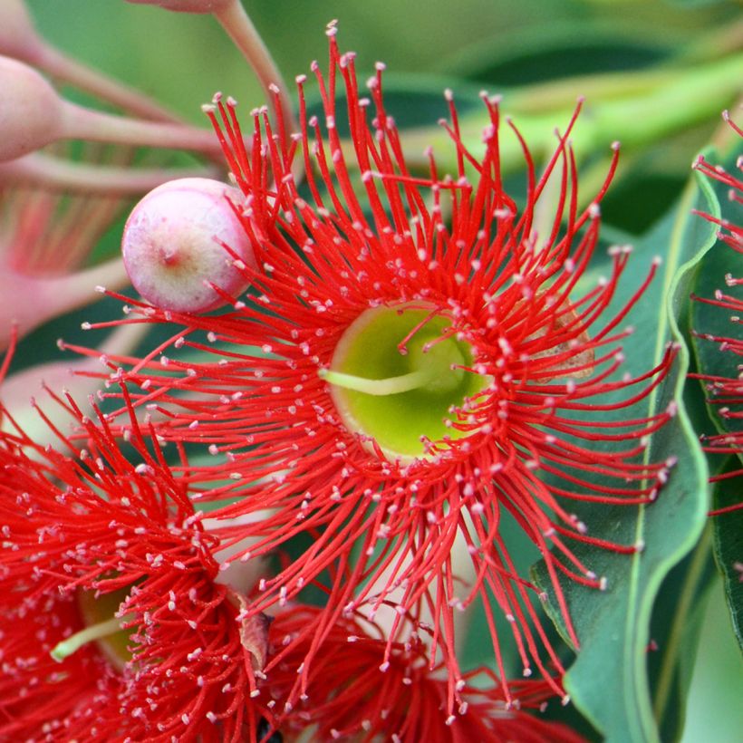 Corymbia ficifolia - Eucalyptus ou gommier rouge (Floraison)
