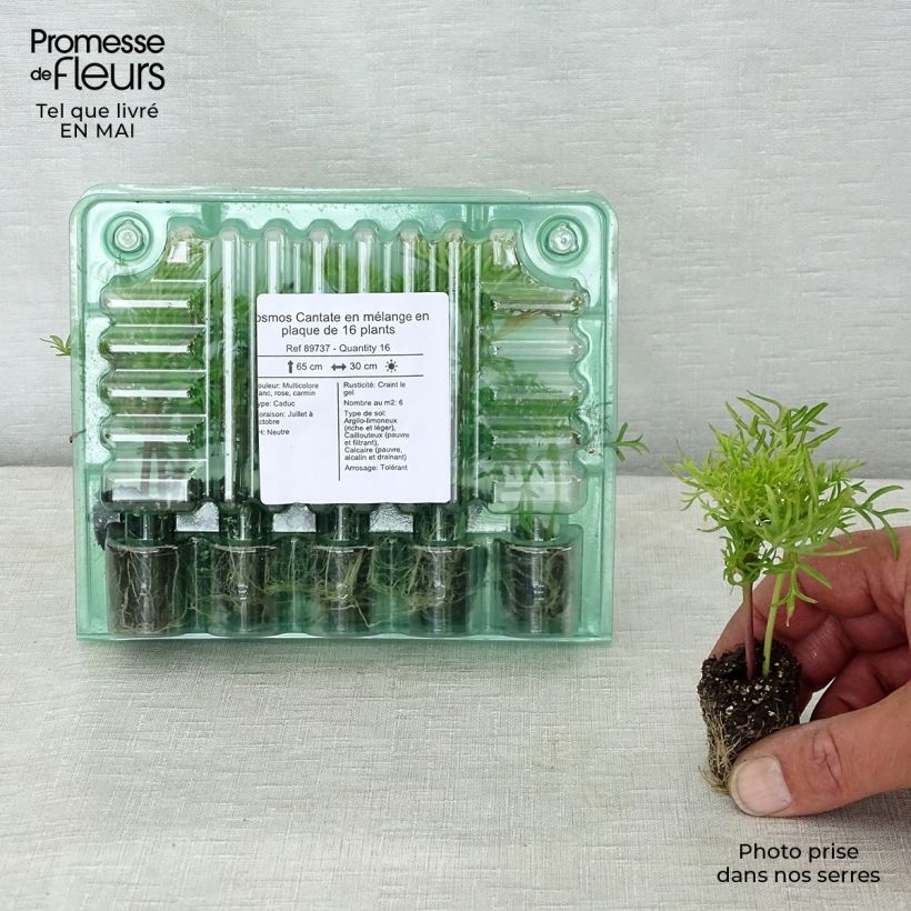Spécimen de Cosmos Cantate en mélange Jardimotte : motte 3,8 cm x 3,2 cm en plaque de culture par 16 tel que livré au printemps